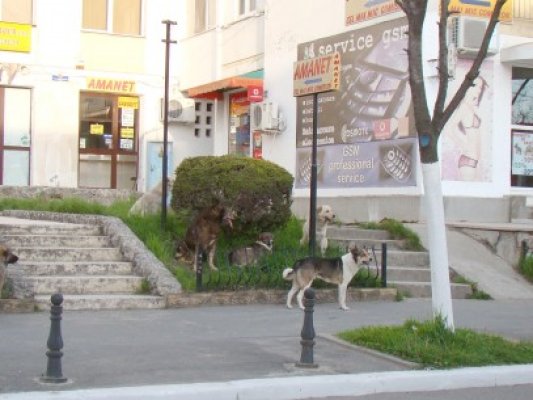 Dezbatere pe tema câinilor fără stăpân, la Mangalia